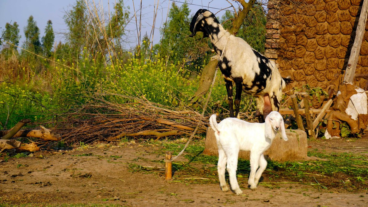 PakistanDestin2's tweet photo. Beauty of Pakistan's #villagelife

Location: �گلووالا شریف سرگودھا �
Dist: #Sargodha #Punjab 🇵🇰❤️
#KsClick #VillageLife #PakistanDestinationOfTourism
https://t.co/eCSnHvztnN
#BreakingNews  #BoycottBollywood https://t.co/avmWzuWlSS