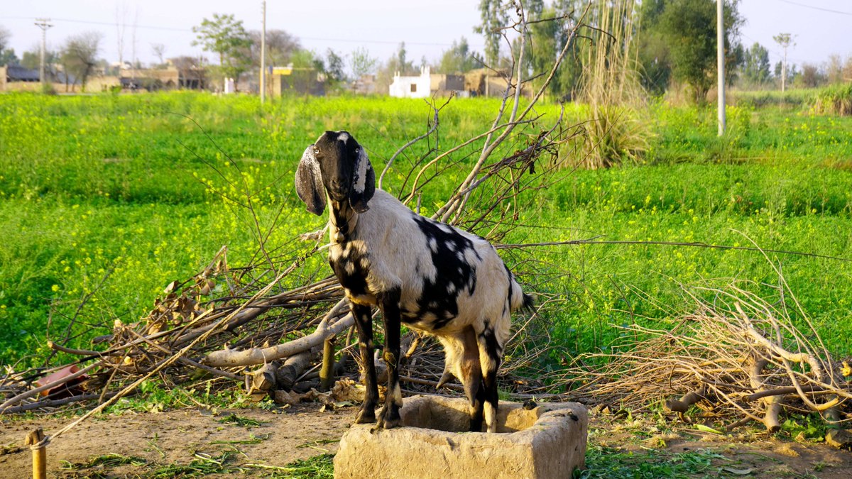 PakistanDestin2's tweet photo. Beauty of Pakistan's #villagelife

Location: �گلووالا شریف سرگودھا �
Dist: #Sargodha #Punjab 🇵🇰❤️
#KsClick #VillageLife #PakistanDestinationOfTourism
https://t.co/eCSnHvztnN
#BreakingNews  #BoycottBollywood https://t.co/avmWzuWlSS