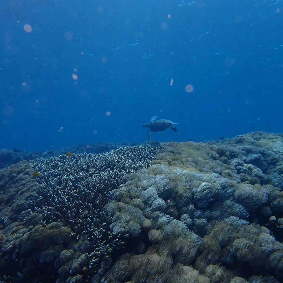 EnaKetut's tweet photo. The raining season was end, so please come to Bali for scuba diving  and dive with us https://t.co/6W1NxlC3Kb https://t.co/zYbodniupt
