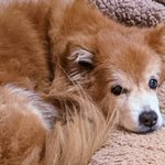 ウチの超高齢犬の自慢話を聞いて欲しい 犬たちを遊びに誘うのが上手な ドッグランの星 のエピソードが感動的 Togetter