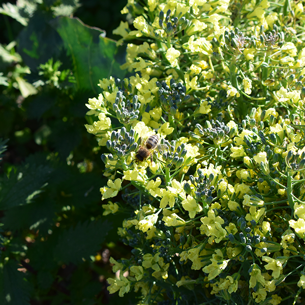 disfrutaverdura's tweet photo. Las flores, plantas y animales autóctonos nos ayudan a controlar las plagas. Para ello sembramos flores junto a los cultivos que atraen a los insectos depredadores de las plagas. 

#somosagricultores #plantasyanimales #insectosypajaros #combatirpplagas #sostenibilidad https://t.co/BsujufH3ey