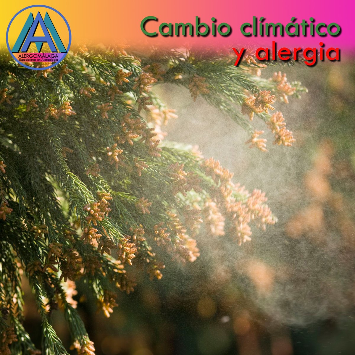 Sequía, cambio climático y alergia.

Según una investigación de 2021, las temporadas de polen comienzan ahora 20 días antes, son 10 días más largas y presentan un 21% más de polen que en 1990.

<a href="/Vithas/">Vithas Hospitales</a> <a href="/Dr_Becquer/">𝕵𝖆𝖎𝖒𝖊 𝕲𝖆𝖗𝖈𝖎𝖆 𝕮𝖆𝖒𝖕𝖔𝖘</a> <a href="/SEAIC_Alergia/">SEAIC</a> 

Más info en <a href="/20m/">20minutos.es</a> 👉 ow.ly/pPNw50IePkn