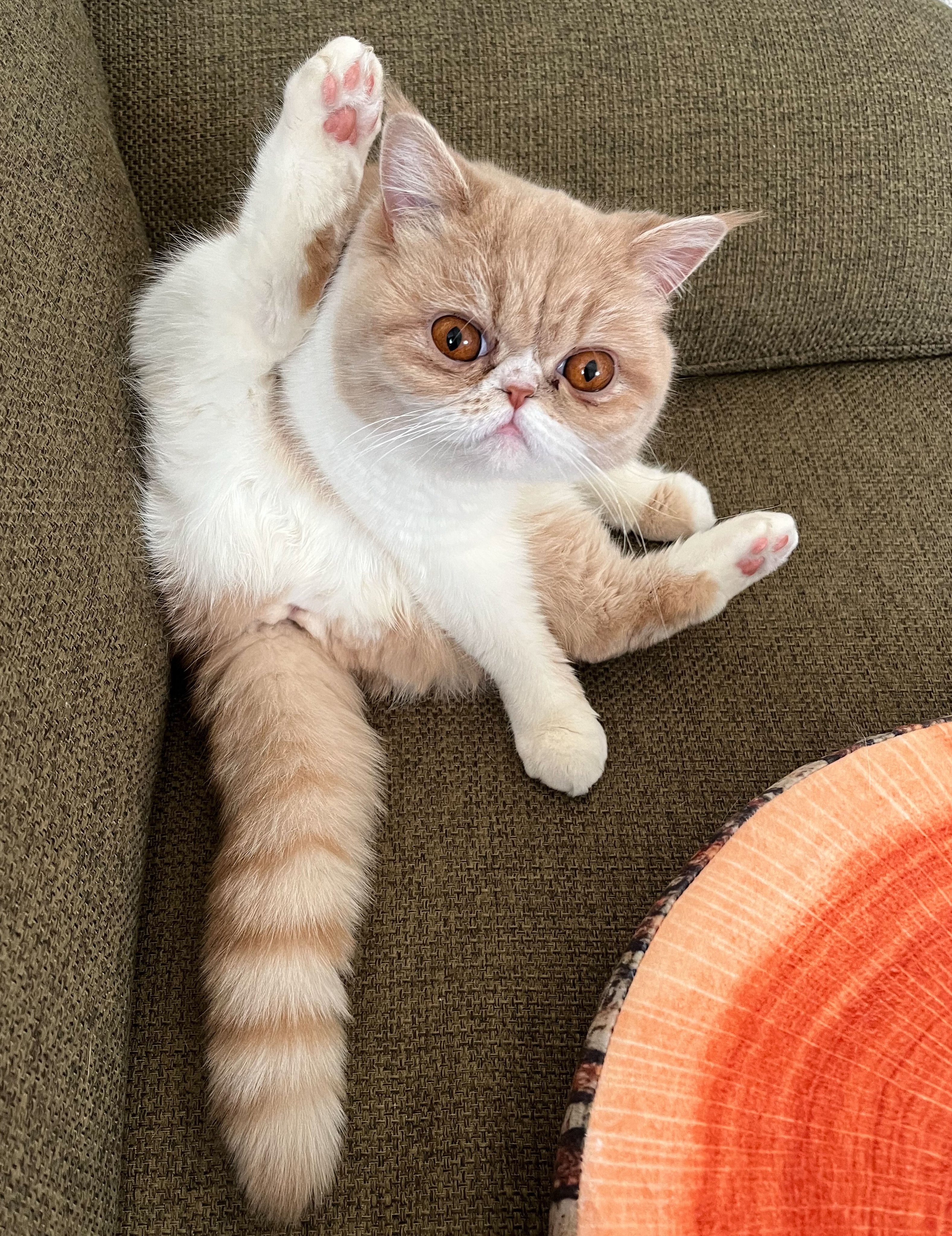 きなこ日記 子猫と新米飼い主の日常 Kinaco 16 Twitter