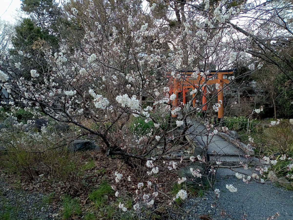 so_e794's tweet photo. 平野神社の早咲きの桜、モモザクラが開花してました。数日前には蕾だったので、ここのところの暖かさで一気に開花したようです。ちなみにモモザクラは別名カラミザクラ(唐実桜)。実が食べれるそうです。
#平野神社,#モモザクラ,#桃桜,#カラミザクラ,#唐実桜,#開花 https://t.co/j4Uso0sTYe