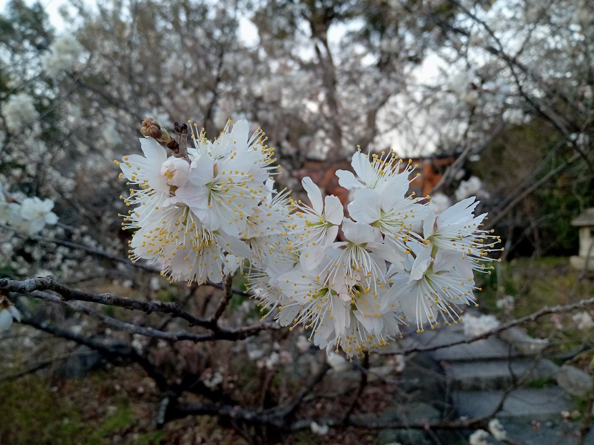 so_e794's tweet photo. 平野神社の早咲きの桜、モモザクラが開花してました。数日前には蕾だったので、ここのところの暖かさで一気に開花したようです。ちなみにモモザクラは別名カラミザクラ(唐実桜)。実が食べれるそうです。
#平野神社,#モモザクラ,#桃桜,#カラミザクラ,#唐実桜,#開花 https://t.co/j4Uso0sTYe