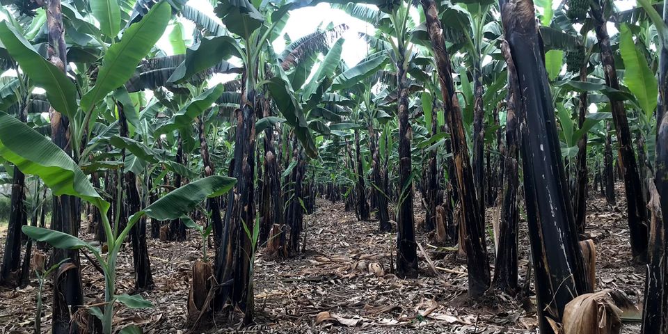 <a href="/SandraNabasirye/">Slay Farmer😍</a> As farmers, we need to put in place security measures on our farms. Here is an article that can help you boost farm security. monitor.co.ug/uganda/magazin… 

By George Katongole