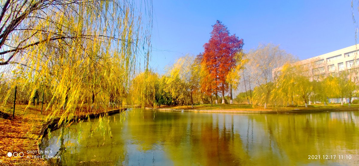 Sa79Py's tweet image. 花为谁开，又为谁败，花开谁赏，花落谁怜！