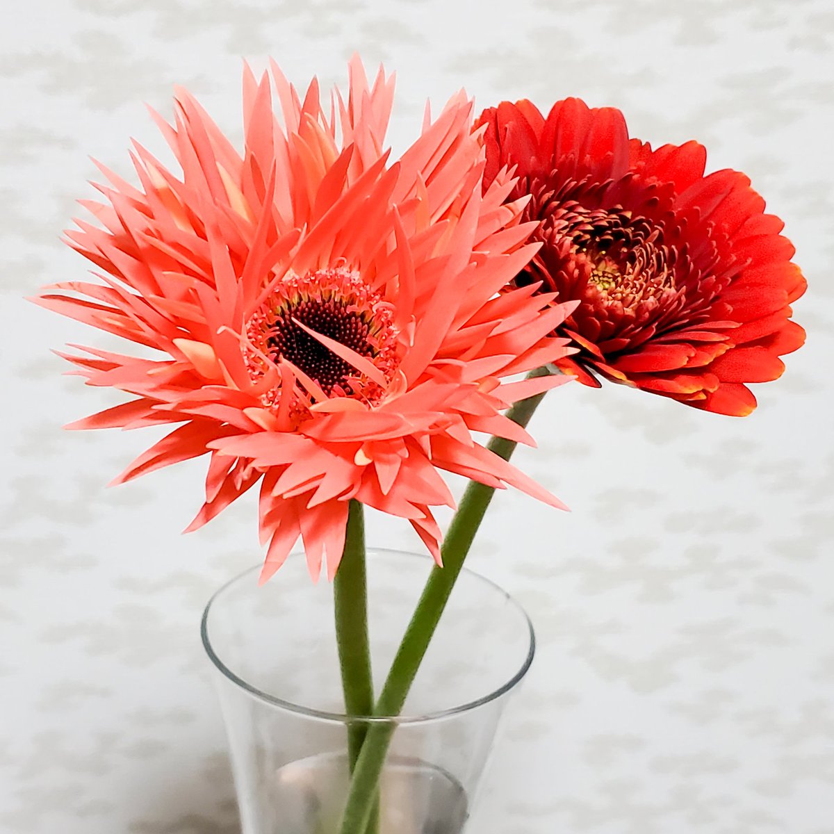 昨日は初めて自分用のお花を買いました✨
お花のアクセサリー作るけど、ズボラな私は生花のお手入れできる自信がなくて…💦
お姉さんが優しく色々教えてくれて、勇気が出たのでチャレンジ！✨
飾り方も知識不足すぎるけど、とても可愛い❤❤
<a href="/eiwaen_flower/">えいわえんFlowerShop 𖥧𖥣𖡡</a> さん🌼
#ガーベラ #お花のある暮らし