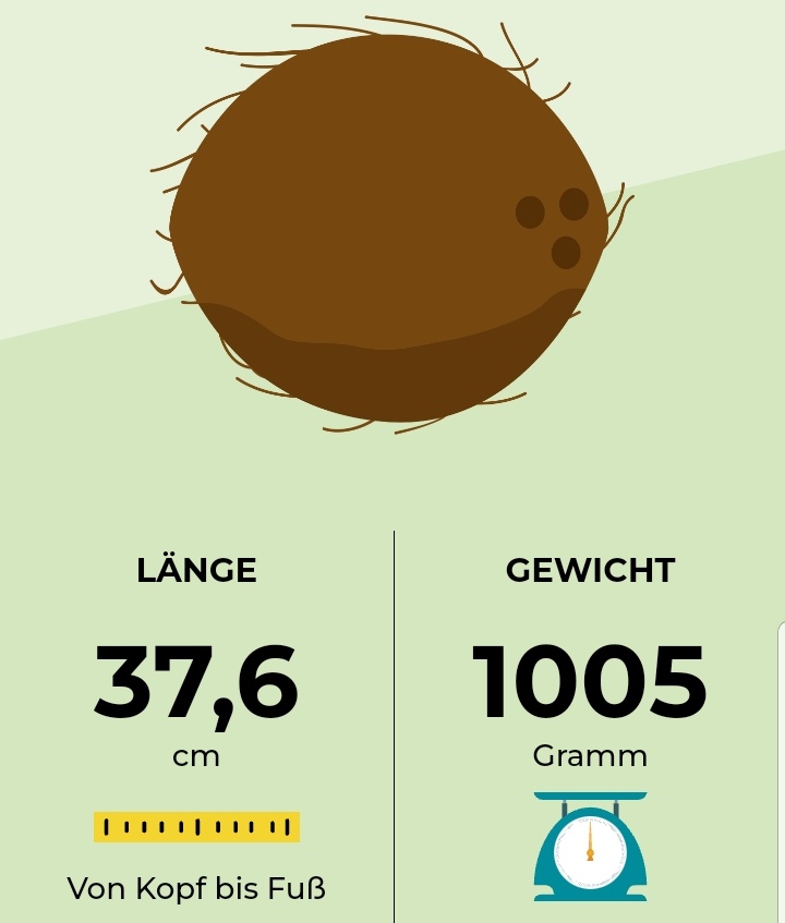 RPferdemadchen's tweet photo. #wochenwechsel
Das #junibärchen liegt immernoch quer, wenn ich die Tritte richtig deute...so langsam dürfte er sich mal drehen...noch 5 Wochen arbeiten, diese Woche nur 3 Tage 🥳
Endspurt! https://t.co/dHf2yQV2UN