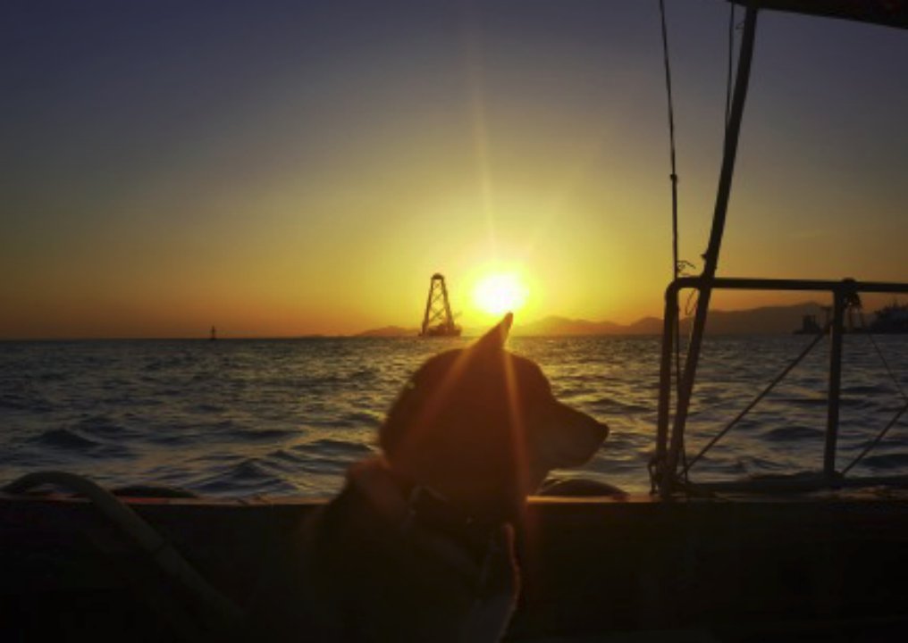 HenryGo76997741's tweet photo. Take a vacation with the dog https://t.co/YeAQd4LMLQ
