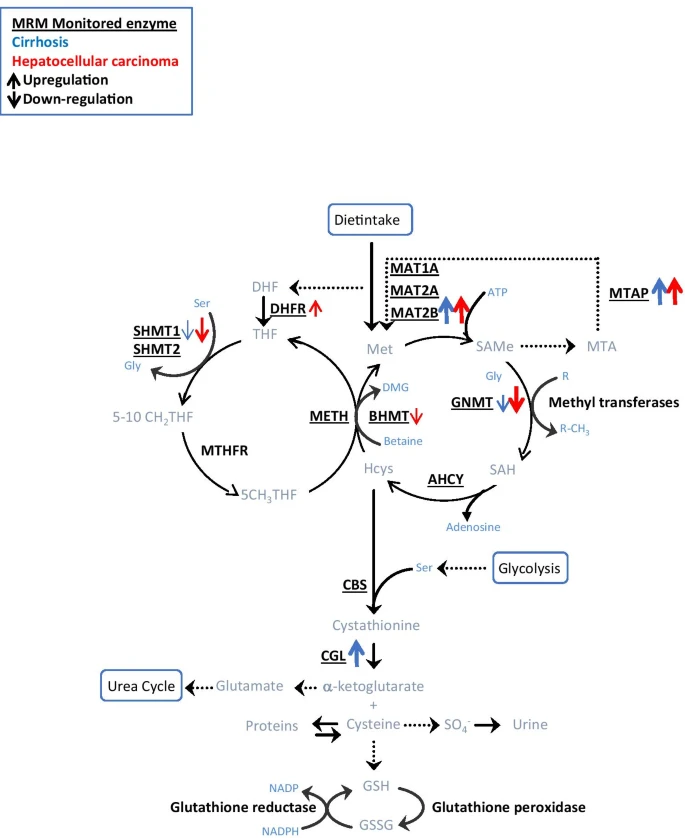 JPBY_official's tweet photo. Monitoring one-carbon metabolism by mass spectrometry to assess liver function and disease @fjcoriz @CNB_CSIC @unav @ClinicaNavarra @CIBERehd @idisnanavarra @hupo_org #HUPOReCONNECT #liver_cancer #liver_injury #mass_spectrometry #openaccess https://t.co/n28ChKcjZp https://t.co/XvAFE1wM6r