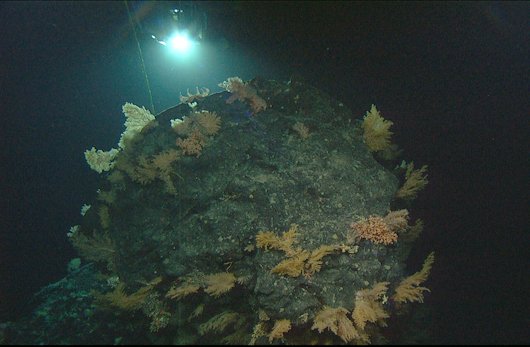 Do you want to work with cold-water #corals? Professor Rhian Waller <a href="/goteborgsuni/">Göteborgs universitet / University of Gothenburg</a> is now looking for two PhD students. Read more: bit.ly/3Jh9v8E #marinesciences #marinebiodiversity
Photo: Rhian Waller