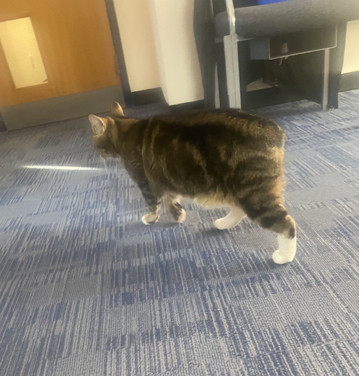 detsupt_doughty's tweet photo. @Longarmofthepaw Colin leading the way on a Monday. https://t.co/6bsGMwgSGO