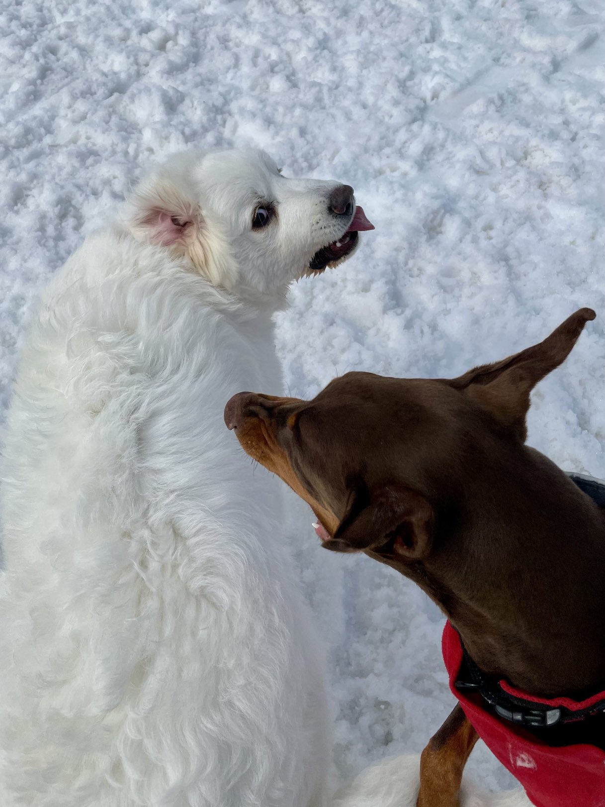 3dragon 3dragon11 Twitter