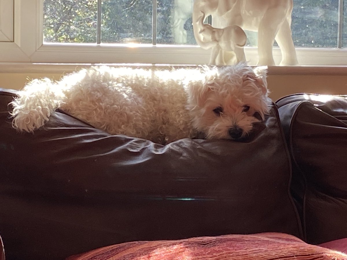 Sun puddlin after my pawtrol 👍🏼 no sign of zombs fank dog. Over and out 😘 #ZSHQ