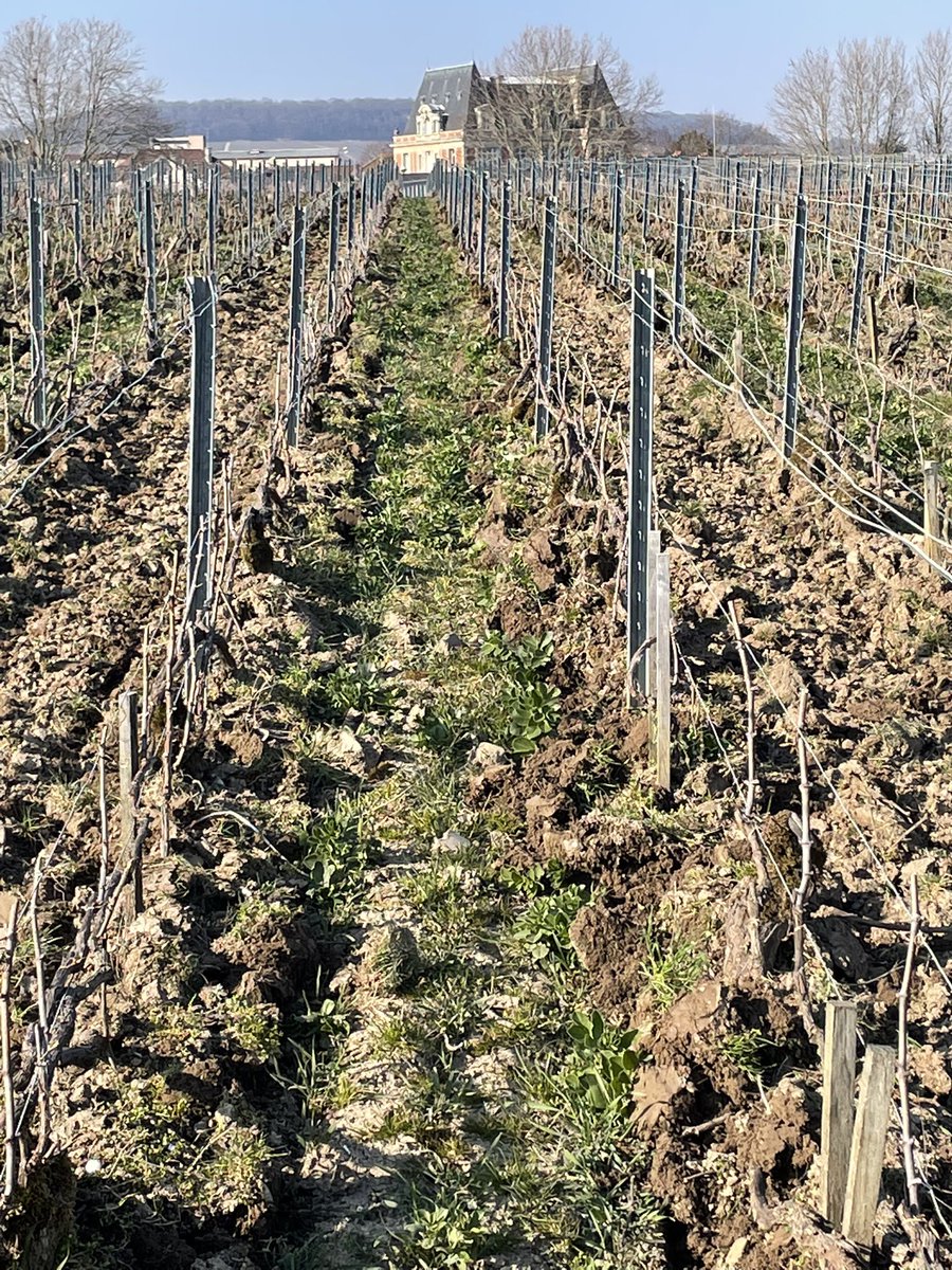 LouisRoederer_'s tweet photo. Simply beautiful! “Pierre Vaudon”, Chardonnay, Avize! #Spring2022 #Soil #LifeisBack #Craftsmanship #InPursuitofTaste -JBL https://t.co/G8rDAdCCoc