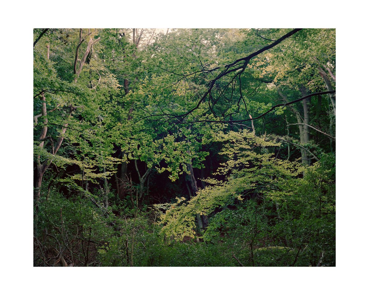ChilternsCCC's tweet photo. @ChilternsAONB artists are beginning to learn if their work has been selected for the #ChilternsLandscapes exhibition @WycombeMuseum from 24 April - 1 May.
Showing the characteristic structure of #beechwoods the lovely 'Naphill Clearing' by @mat_scott_ is in! https://t.co/EP1x6bo1Vs