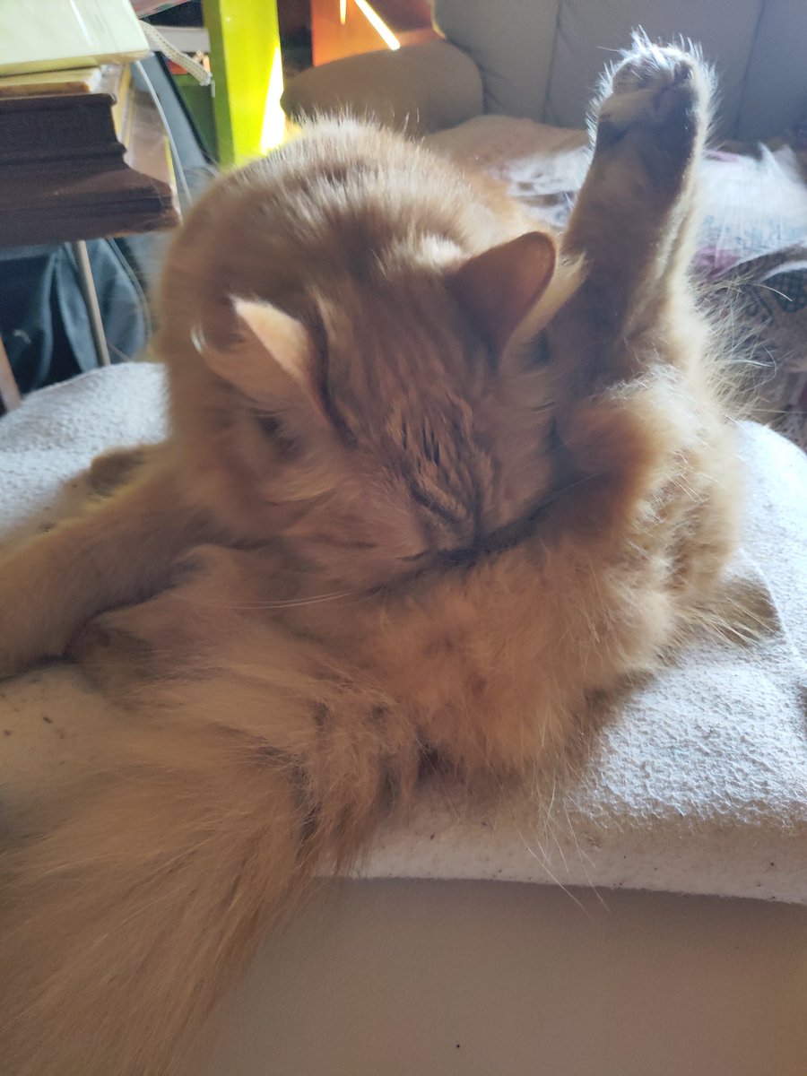 MozartMonChat's tweet photo. Voyez comme jo vous fais un bô coucou de la papatte arrière pour vous souhaiter un bon nuldi les chamis !! #Yochat 😽❤ https://t.co/KW67s715wm
