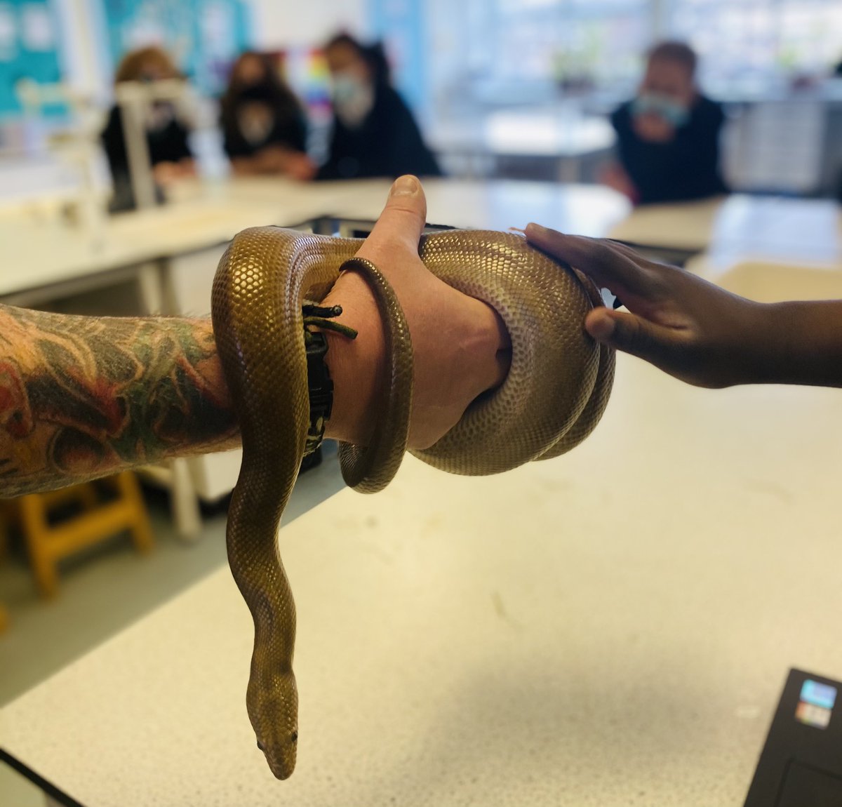 RosieMcColl's tweet photo. It’s Science Week @BrightonGirls. Meet Lucy the Colombian Rainbow Boa! Thank you to Phil from @jawsnclaws for a very entertaining session with Year 7 this morning. @ScienceWeekUK https://t.co/LGTM0n7dAO