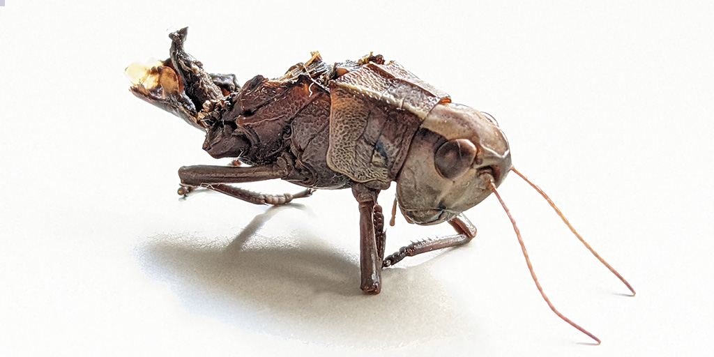 UniHohenheim's tweet photo. Weniger tote #Insekten durch Mähen: Biologen der #unihohenheim und @UniTuebingen bestätigen Potenzial insektenfreundlicher Technologie. Aktuelle Publikation des Kompetenzzentrums für #Biodiversität und integrative #Taxonomie @KomBioTa | https://t.co/FJRmfgLo6j https://t.co/zwSHAcomy2