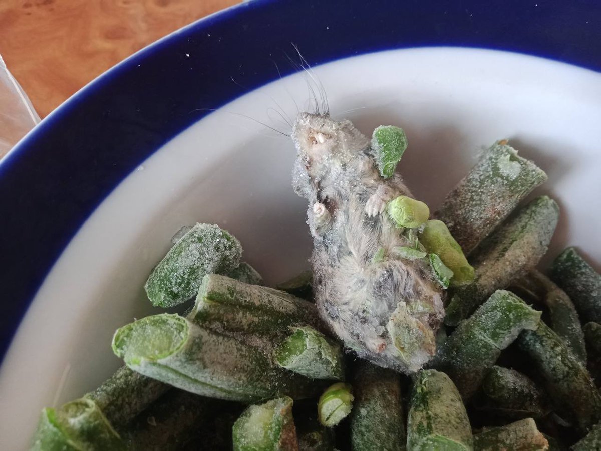 бонус от хортекс: котлетку положили