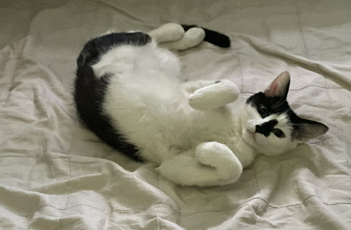 We Wrześniu 2021. Prosiłem was o pomoc w zbiórce na ratowanie Bubu. Po 168 dniach leczenia udało się i Bubu oficjalnie jest ozdrowieńcem. Dziękuje wszystkim za wsparcie i pomoc nie tylko finansowa.