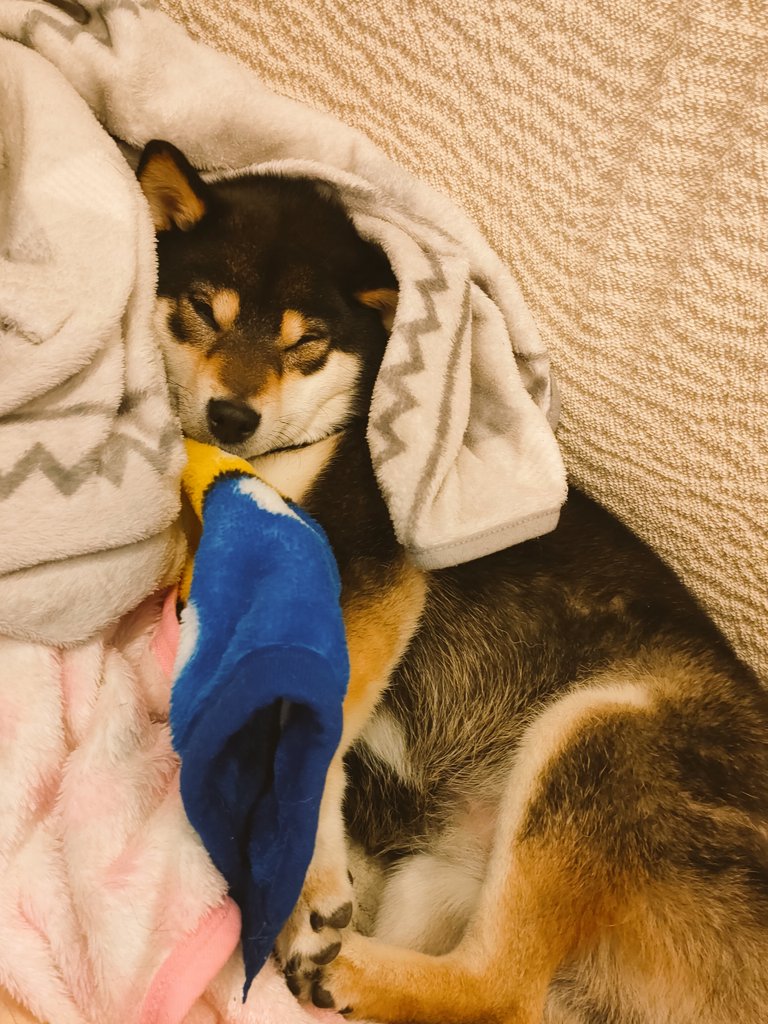黒柴 心 今日も毛布に包まれて気持ち良さそうに寝てます 暑くないのかなぁ 黒柴 柴犬 犬好きな人と繋がりたい 犬との暮らし 犬との生活 毛布 眠い 気持ちいい 脱力 T Co Omanf3gkxg Twitter