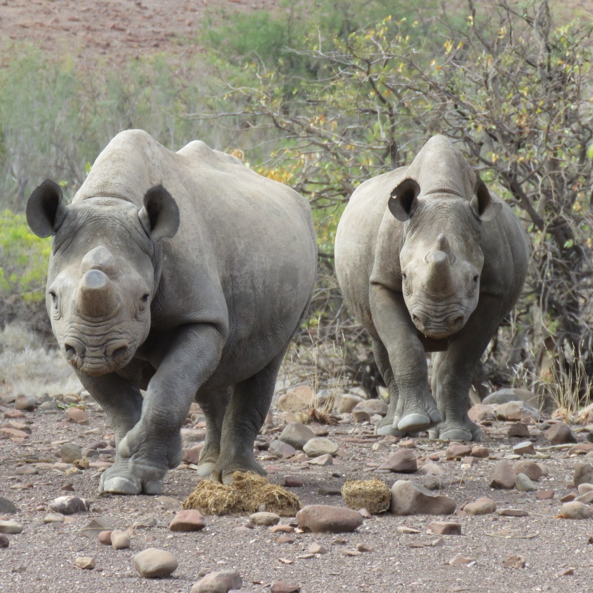 tusk_org's tweet photo. #ProtectAfricasGiants
It's #RhinoWeek for #ProtectAfricasGiants 🦏 Tusk supports orgs like @SRTNamibia to ensure the survival of rhino in Africa.
Your donations make all the difference and will be matched throughout the month of March: https://t.co/gK0EXCrHvS https://t.co/x5ld5TTV3m
