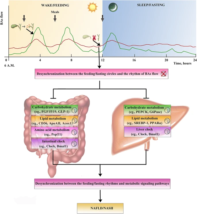 JPBY_official's tweet photo. Cholecystectomy as a risk factor for metabolic dysfunction-associated fatty liver disease: unveiling the metabolic and chronobiologic clues behind the bile acid enterohepatic circulation #cardiac_rhythm #Cholecystectomy #fatty_liver #gallbladder https://t.co/Ye9KQJ1IxN https://t.co/tUqA7WsAy7