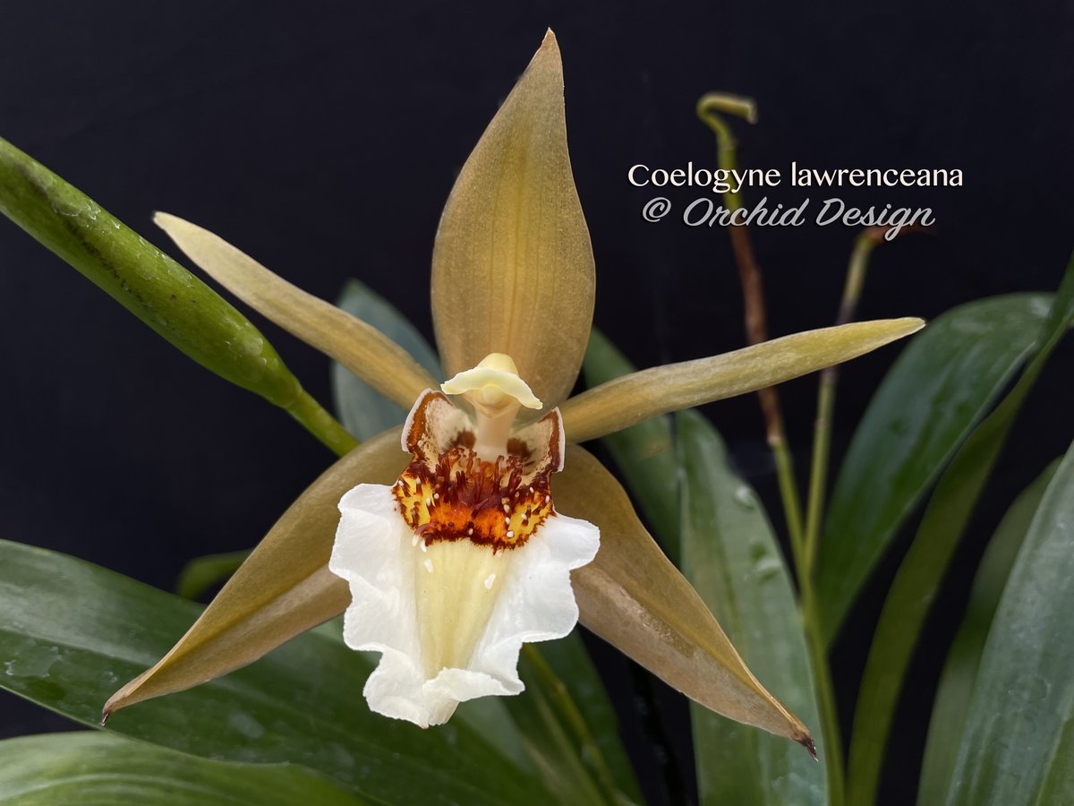 Coelogyne lawrenceana