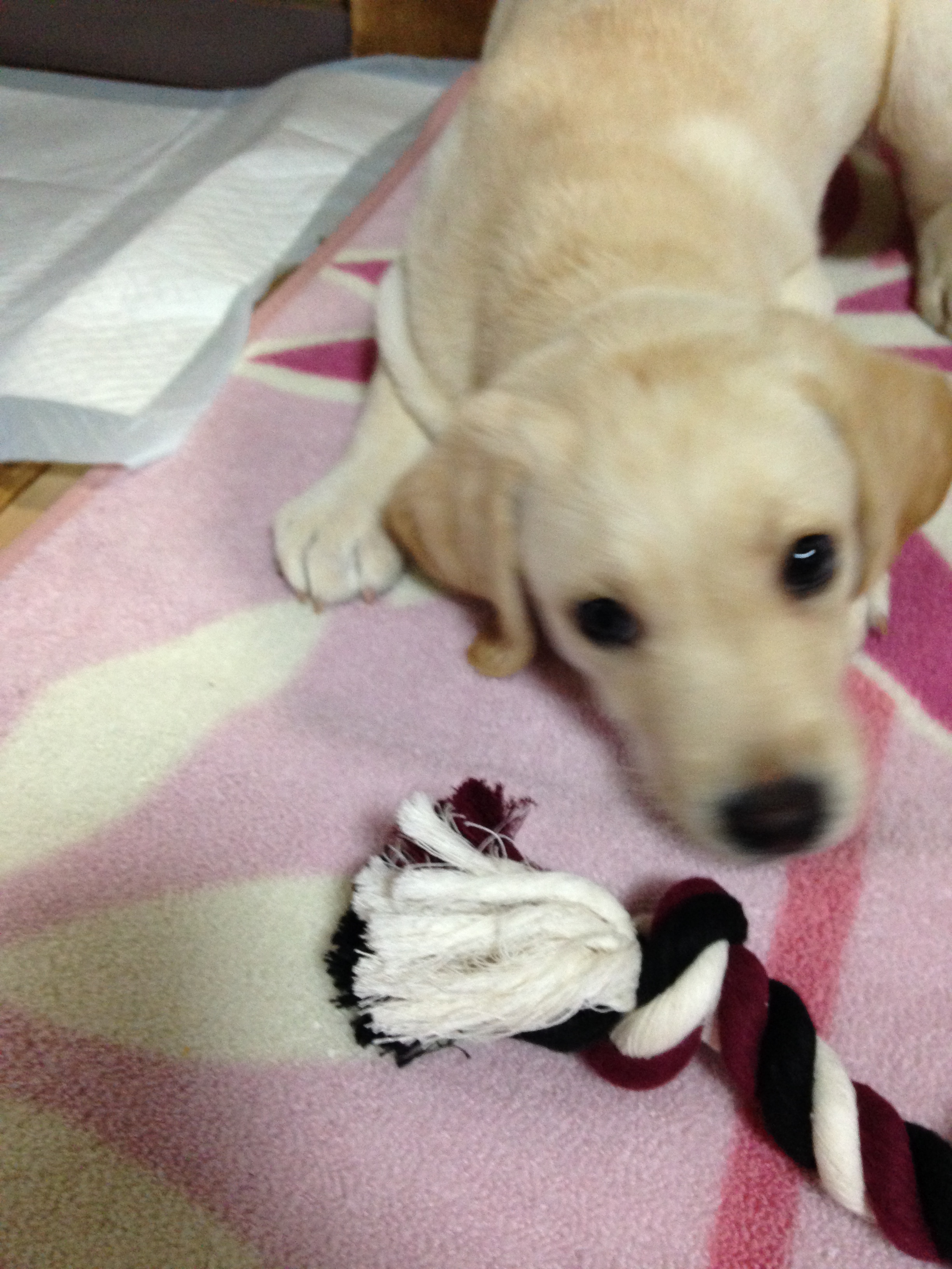 ペット和楽碧 わんわん豆知識 犬の記憶力 超 短期記憶です しかし 彼らの記憶はニオイで引き出されます ニオイを嗅げば昔の記憶も甦るのだそうです しつけに応用できそうですね ペット和楽碧 Petwarabi 無駄吠え防止首輪 無駄吠え防止