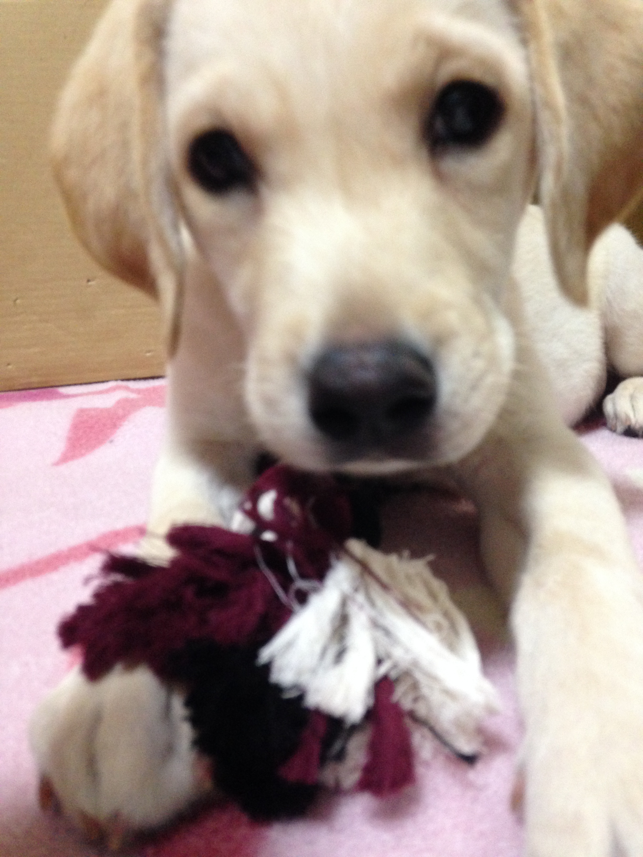 ペット和楽碧 わんわん豆知識 犬の記憶力 超 短期記憶です しかし 彼らの記憶はニオイで引き出されます ニオイを嗅げば昔の記憶も甦るのだそうです しつけに応用できそうですね ペット和楽碧 Petwarabi 無駄吠え防止首輪 無駄吠え防止