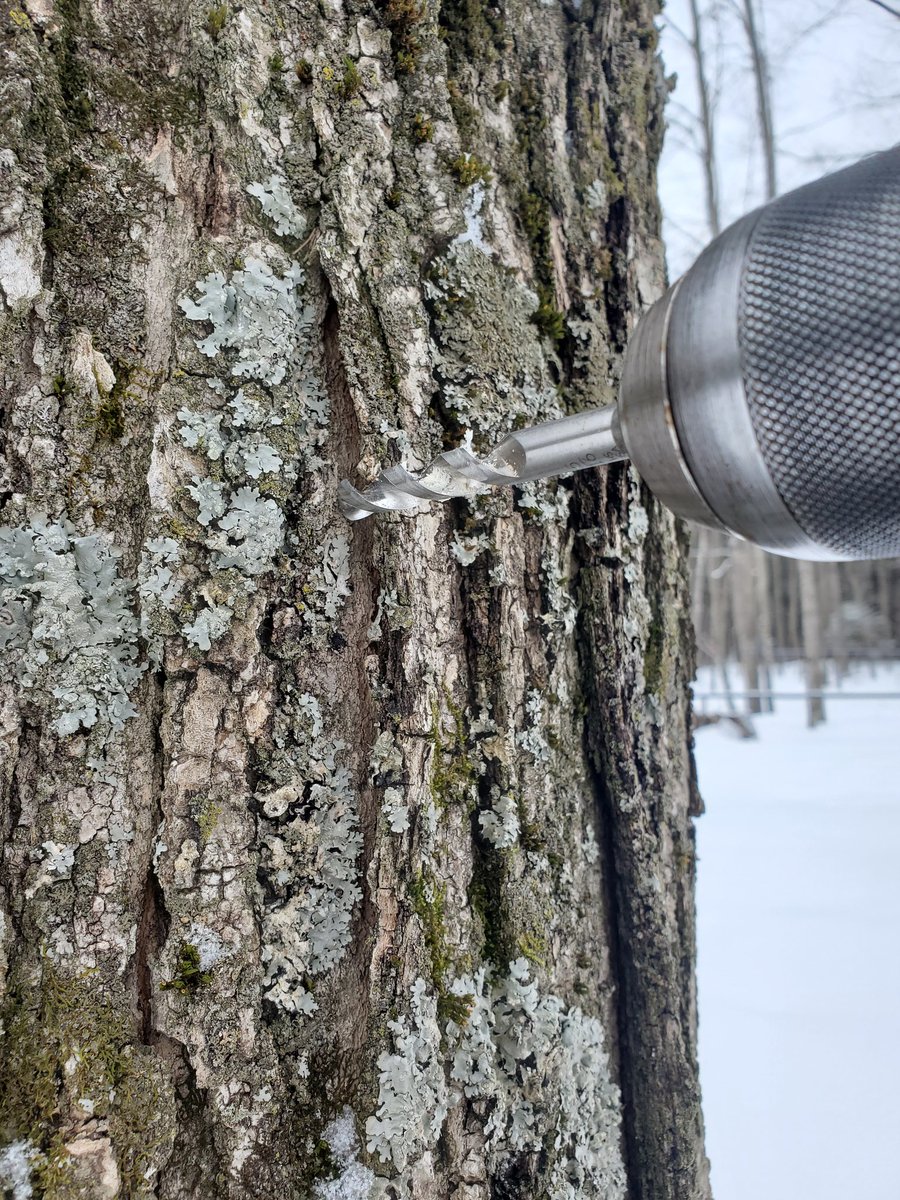 yooperforestry's tweet image. Tapping day at the  @MSUAgBio forestry station in the UP. Part of a multi year grant from @USDA to improve knowledge of maple tubing biofilms and sanitizers with our partners from @montanastate.