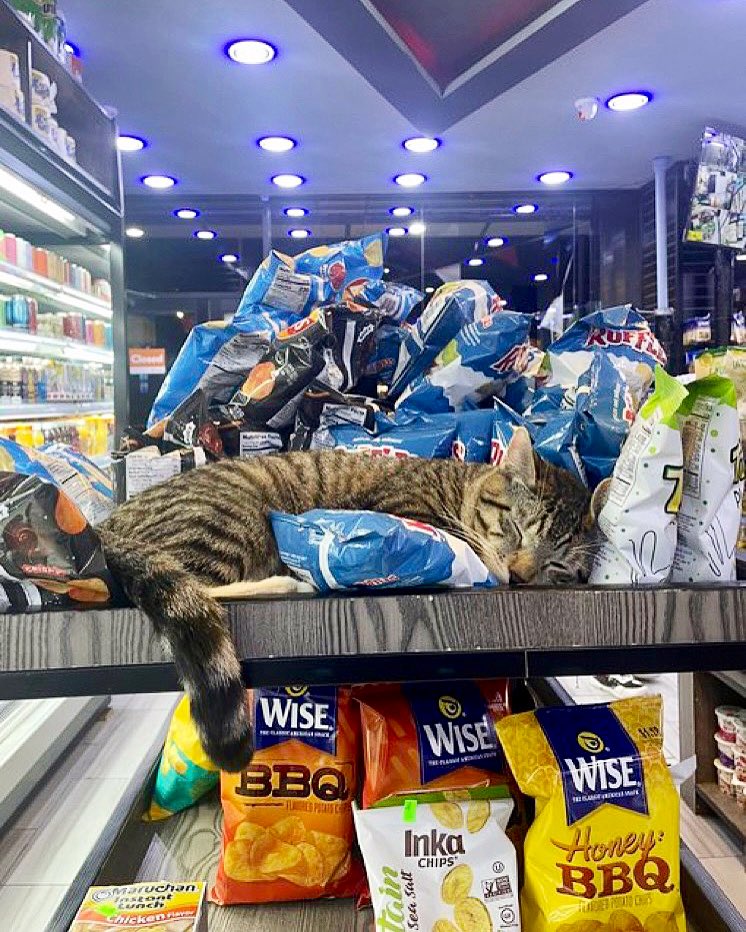 Bodega Cats tweet media