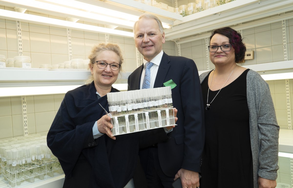 Today, the backup copy of the #Nordic #potato collection, now located in Tyrnävä, northern Finland, was inaugurated. Staff from NordGen, SPK participated together with the Finnish Minister of Agriculture and Forestry, Jari Leppä. Read more here: bit.ly/3JfO4EL
