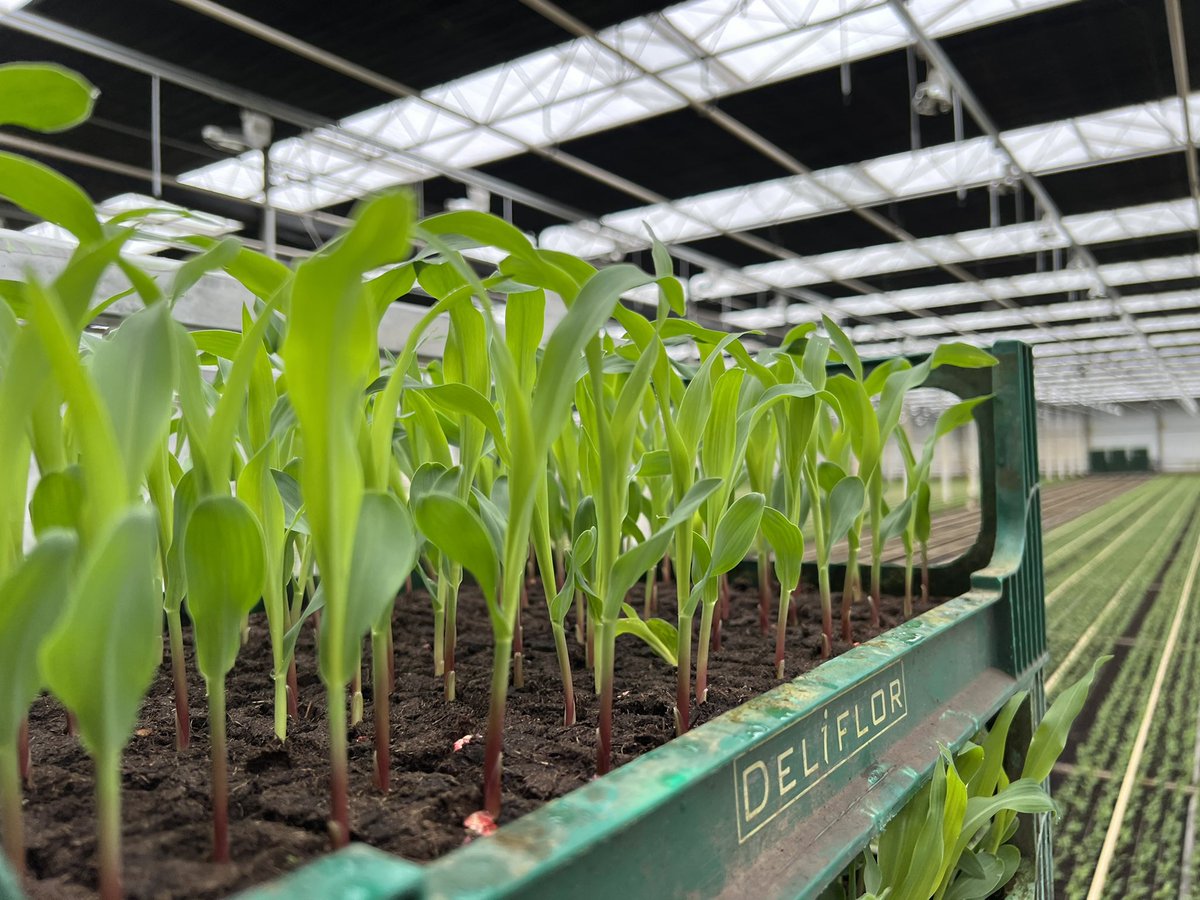 Yorick Leeuwis tweet media