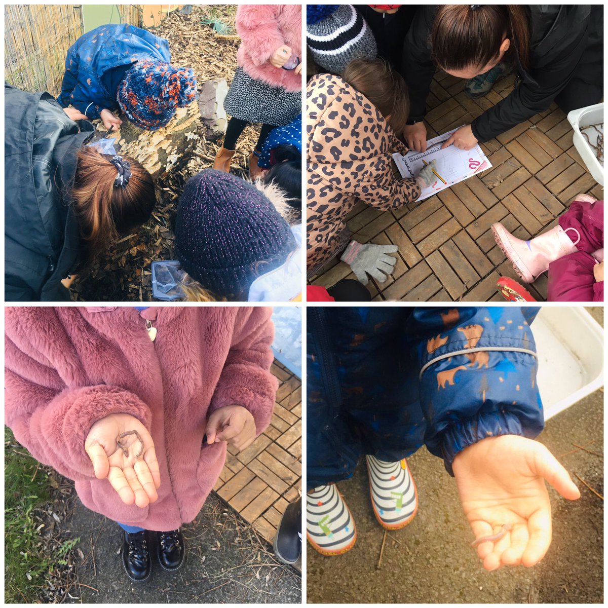 EdenNursery's tweet image. Forest frontiers have loved our minibeast hunt! They looked for  wriggly worms and ordering them by their length! Super learning EYFS! #Superworm #MathsEveryoneCanAtHome @forestfrontier5 

“There’s a worm at the bottom of the garden and his name is wriggly woo”🪱