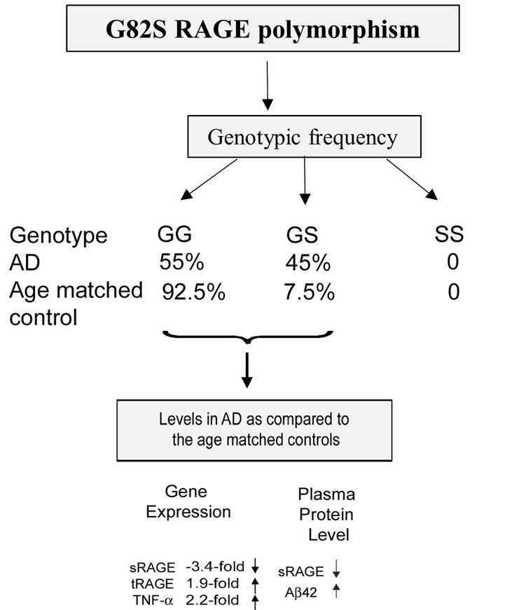 Elite_IMR's tweet photo. Welcome to read👇
G82S RAGE #polymorphism is associated with #Alzheimer���s disease
🔗https://t.co/iZIUnWUAAv
#RAGE #AD #sRAGE #genotype #FBE https://t.co/XEYFaqMk2W