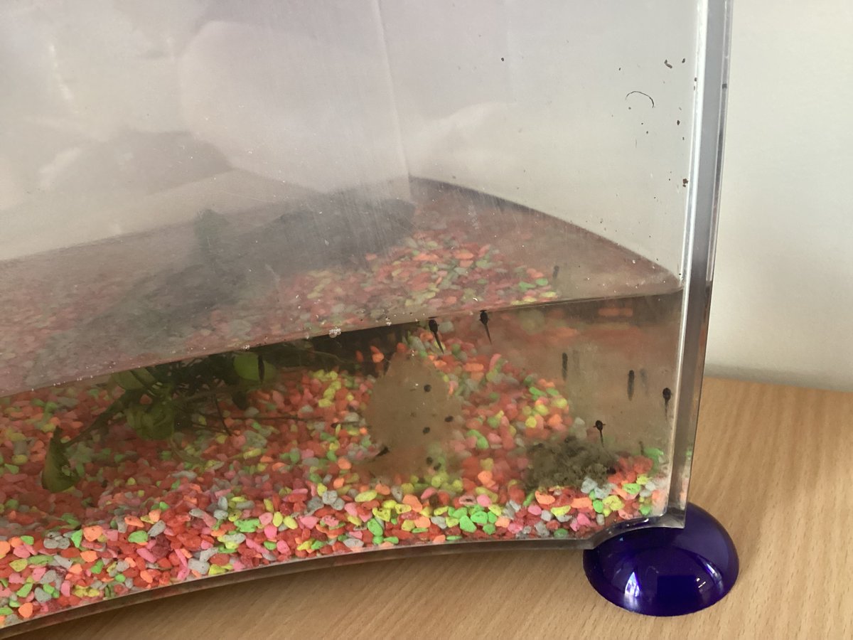 We are on Frog watch!! Here is a collection of photos so far, keep checking back for more tadpole/frog photos!