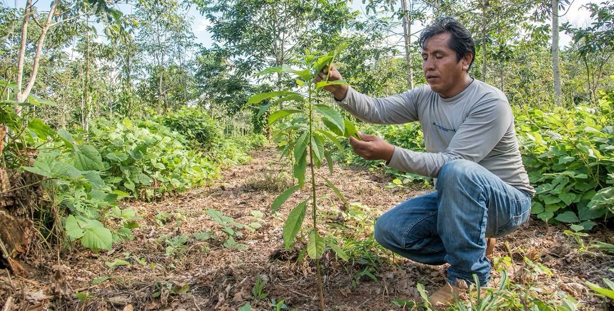 UN_Water's tweet photo. Worldwide, over half of all arable land suffers from degradation: its soil can nurture crops only to a limited extent, and in some cases, not at all. 

#NowReading: @IFAD story on #Bolivia, taken on the challenge to revitalize their region's land 🌱 https://t.co/6aOcmHgaYt https://t.co/xZP1if9v7D