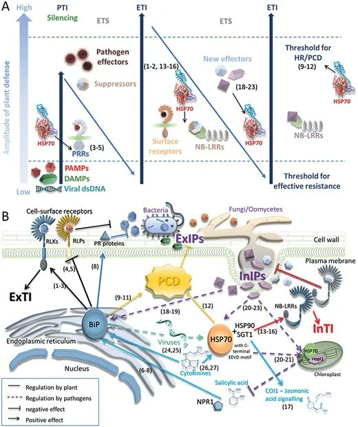 JXBot's tweet photo. Regulation of heat shock proteins 70 and their role in plant immunity https://t.co/BRv4deYhjq Miroslav Berka, Romana Kopecká, Veronika Berková, Břetislav Brzobohatý &amp; Martin Černý 
#cytokinin #plantdefense #phytohormone
#openaccess https://t.co/HoN4q5unbg