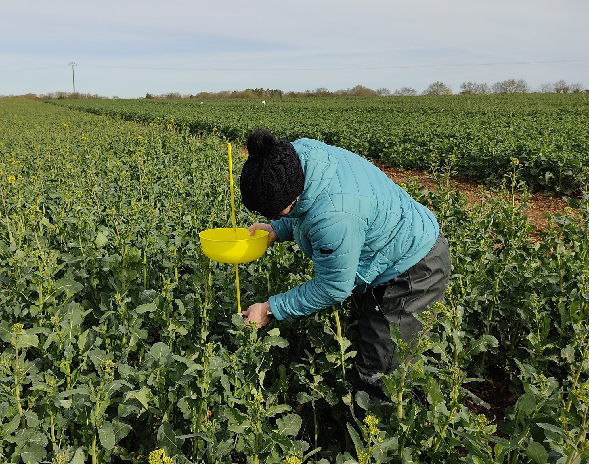 Eric RAVARD 🇺🇦 on Twitter " ️ Dans vos parcelles colza, pensez à
