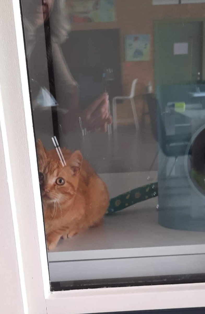 Bunnybeejbie's tweet photo. Zorgenhoofdje over een kattenopvang die moet blijven draaien in een land waar je als “vrijwillige” asielverantwoordelijke haast gedoemd bent om het willen op te geven. Maar dan krijg je deze foto uit je kattenwalhalla. En je weet waarom. #dierenasiel #dierenwelzijn #kattenmeisje https://t.co/Un4McbJ3br