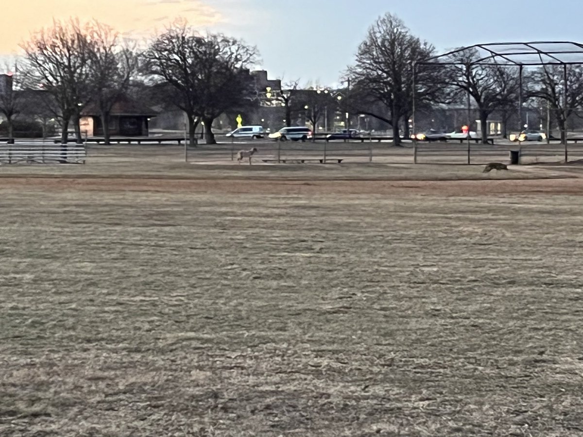 torydory1's tweet photo. Looks like the #southiecoyote has found a friend. Two coyotes spotted at #moakleypark around 6:35 am on Monday.

#southie @maureencaught https://t.co/aG9sXn7yjc