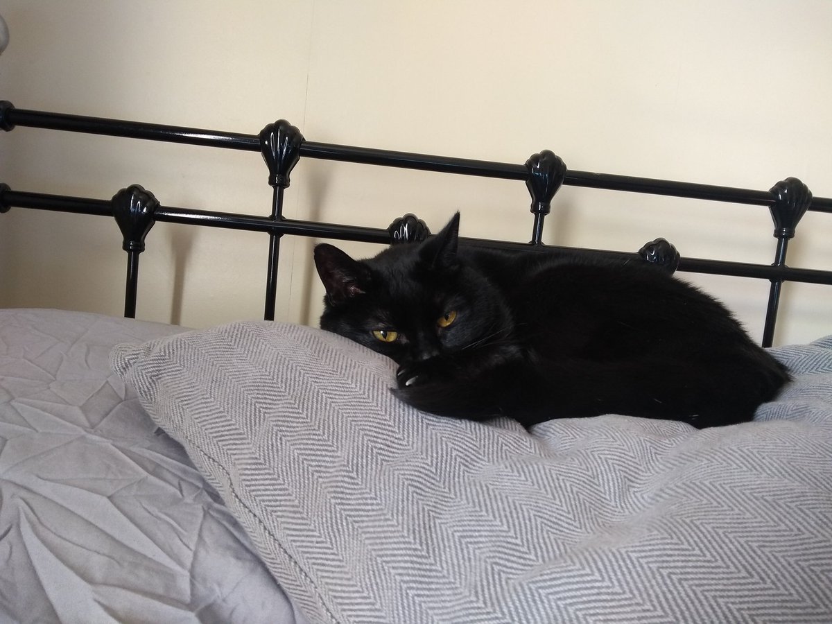 URSpellbinding's tweet photo. Morning snooze #Coco #CatsOfTwitter https://t.co/ilFGd038hy