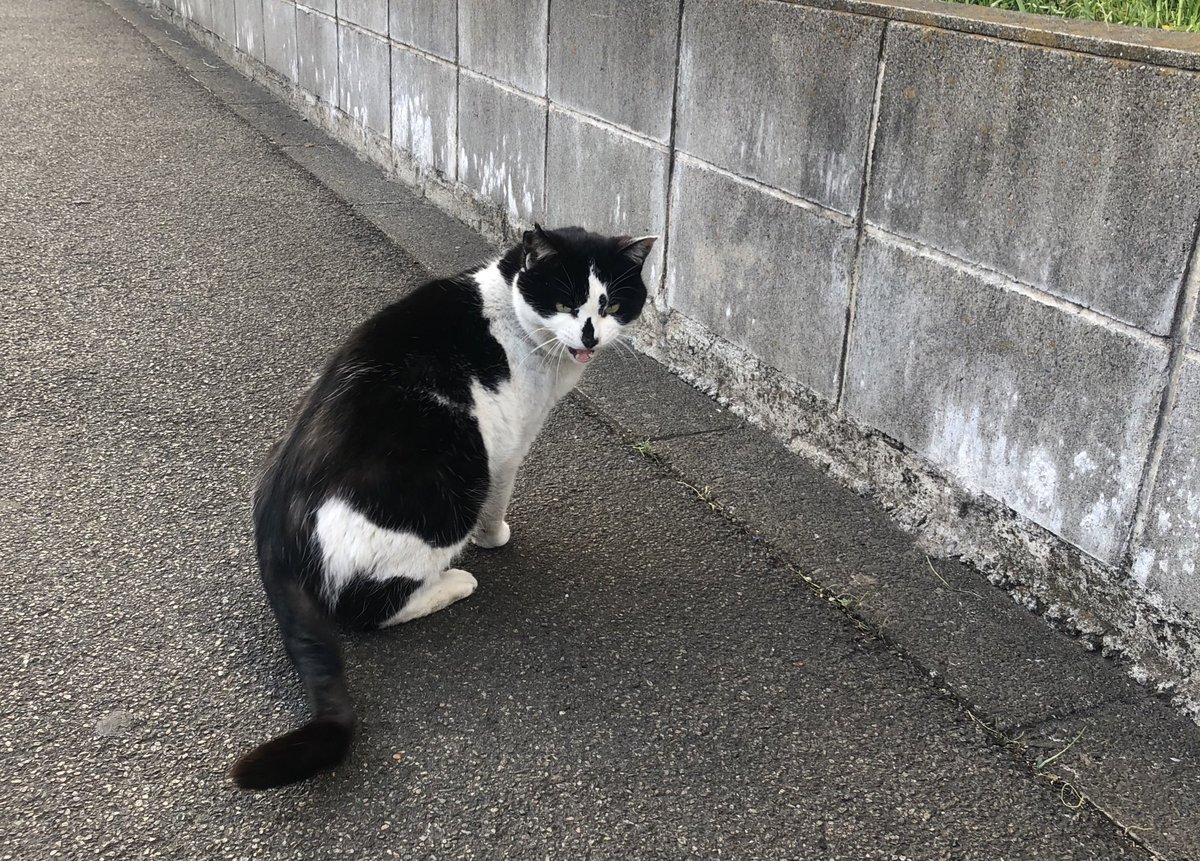 erk_jkt's tweet photo. すっかり春になったので園芸を再開。
おにぎりちゃんに久しぶりに会えたので良かった https://t.co/SfgyRDiwvX