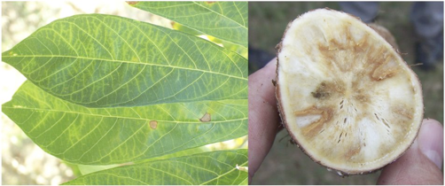 Something that is rarer than a sunny day in Ireland, 

a FULLY FUNDED PhD for INTERNATIONAL STUDENTS only, available with me here in Bristol

Saving Cassava in Africa : A novel gene in a deadly virus

findaphd.com/phds/project/s…

please RT widely