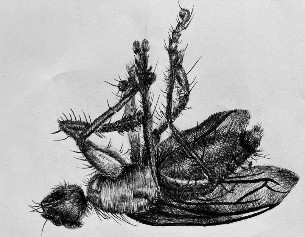 joanmartin's tweet photo. #grade8 #deadfly #ballpoint #drawings #biro #highschoolart #reddamhouseumhlanga https://t.co/MynFdSfvwg https://t.co/kKU9CwzfG3