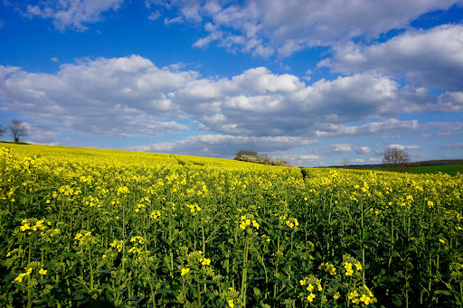 ARC2020eu's tweet photo. NEW on ARC -  Ukraine War and World Food – What options does the international community have? 
via @SebastianLakner 
(an English-language, updated version of the German language blog post Sebastian wrote last week) #Ukraine #UkraineWar #futureofCAP
 https://t.co/wUr2oKBZj8 https://t.co/29CAu1n1nA