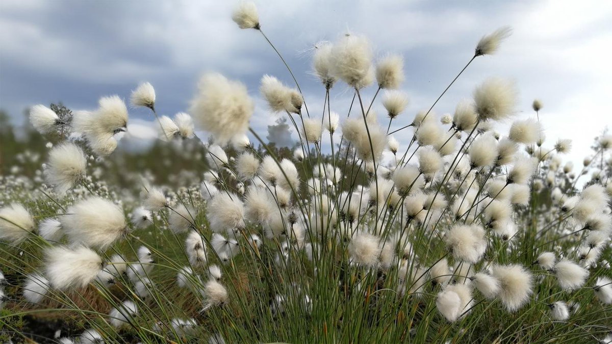 Biotalous's tweet photo. Miten turvetuotannosta poistuvia alueita voidaan hyödyntää uusiutuvien ja biopohjaisten raaka-aineiden tuotannossa edistäen samalla hiilensidontaa? Tähän haasteeseen tarttuu #Neovahackathon⬇️  #biotalous #KestäväKehitys https://t.co/1Xmzq7GqkB https://t.co/zJu41F49EJ